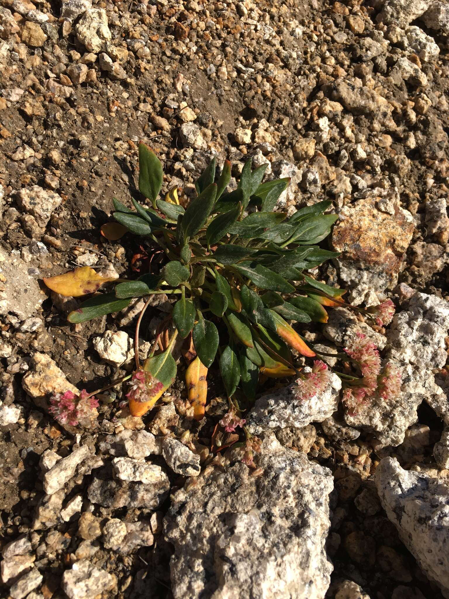 Image of Shasta buckwheat