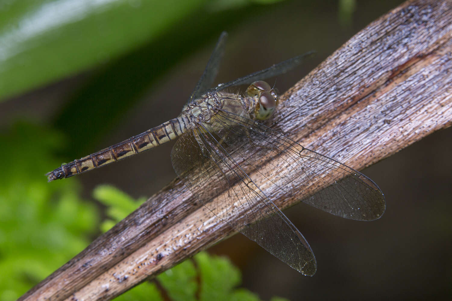 Image of Common Parasol