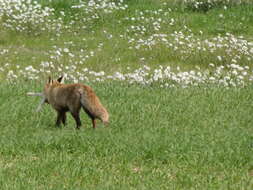 Image of Vulpes vulpes silacea Miller 1907