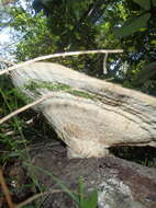 Imagem de Trametes elegans (Spreng.) Fr. 1838