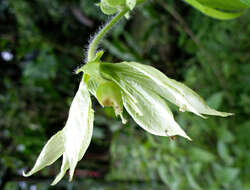 Image of Dalechampia websteri Armbr.