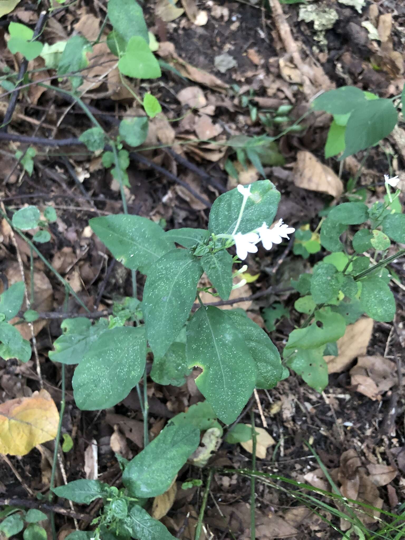 Rhinacanthus latilabiatus (K. Balkwill) I. Darbysh. resmi