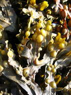 Image of Bladder Wrack