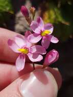 Image of Ixia scillaris L.