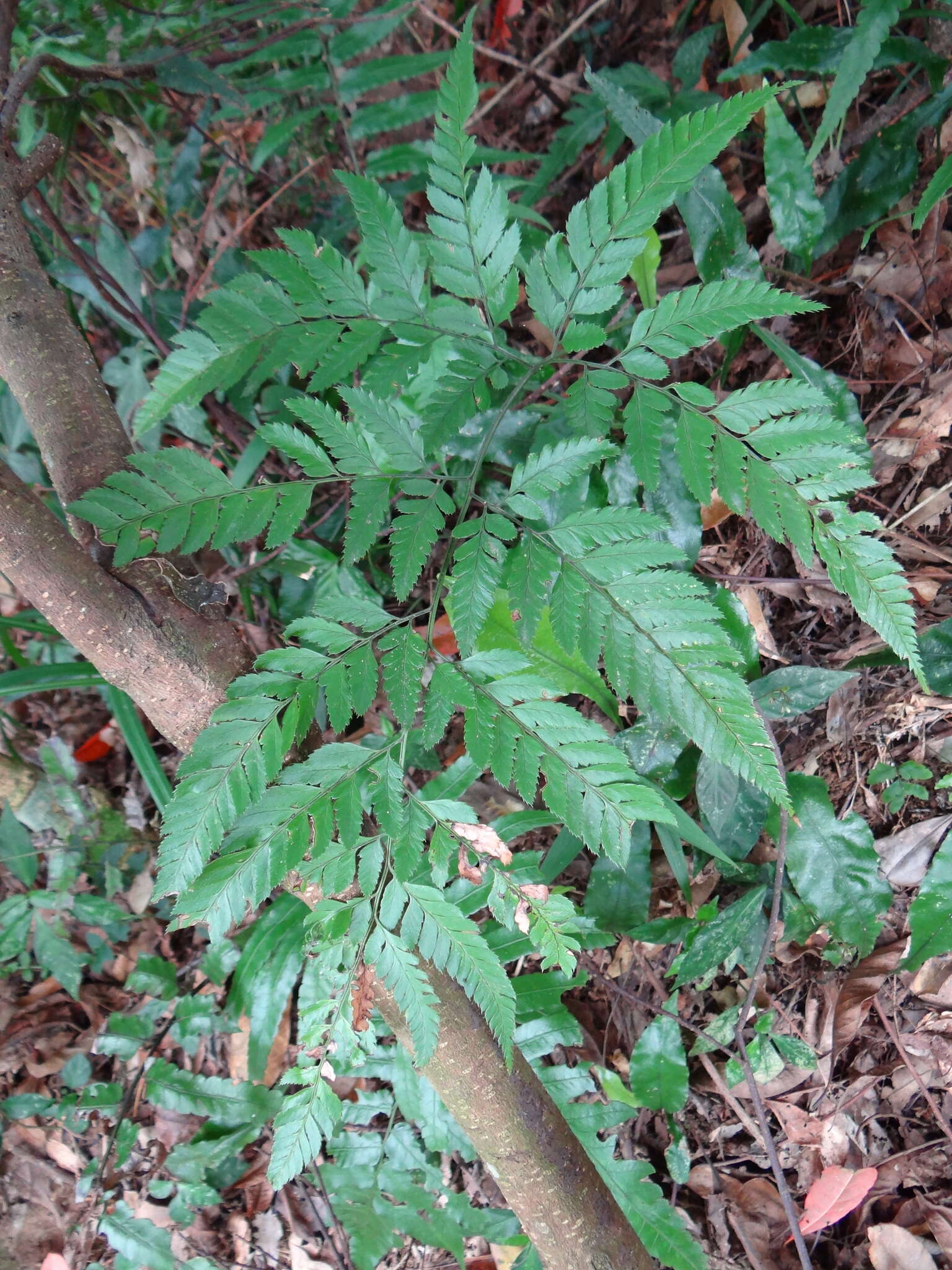 Image of Arachniodes pseudoaristata (Tag.) Ohwi