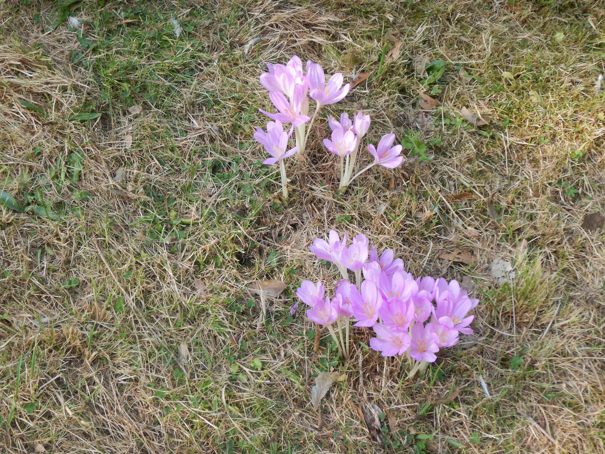 Image of Colchicum byzantinum Ker Gawl.