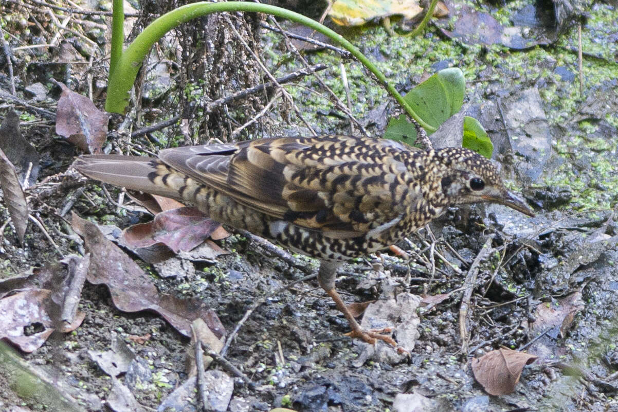 Image of Scaly Thrush