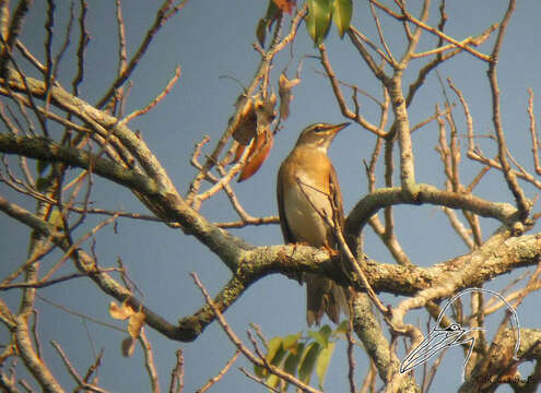 Image of Eye-browed Thrush