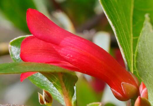 Image de Marianthus erubescens Putterl.