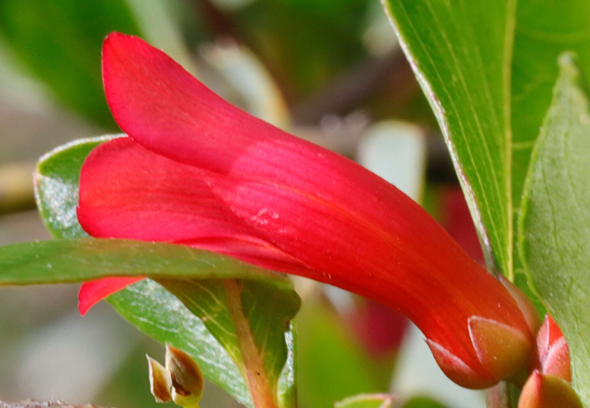 Слика од Marianthus erubescens Putterl.