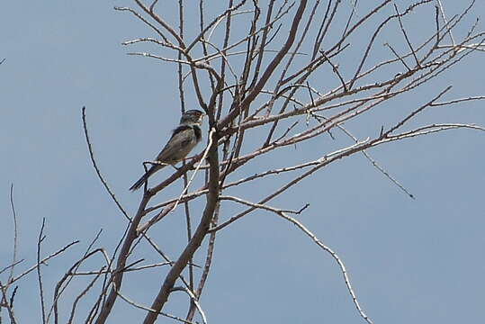 Image of Menetries's Warbler