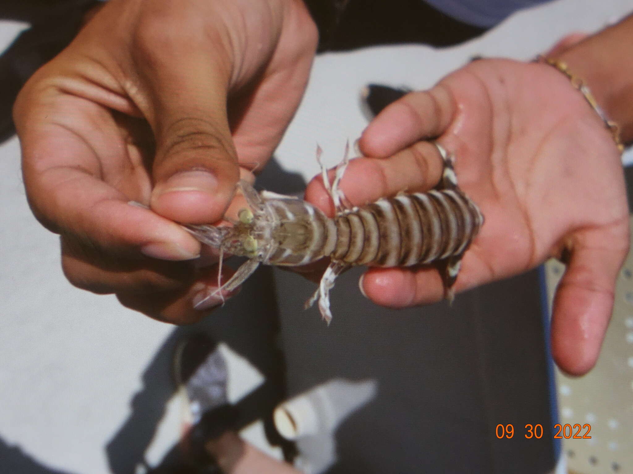 Image of queen mantis shrimp