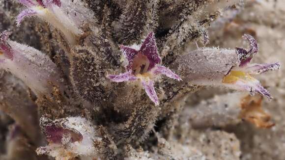 Image of desert broomrape