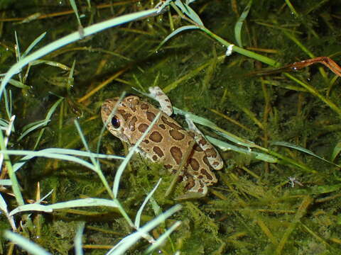 Image of Lowland Burrowing Treefrog