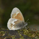 Image of Coenonympha tullia kodiak W. H. Edwards 1869