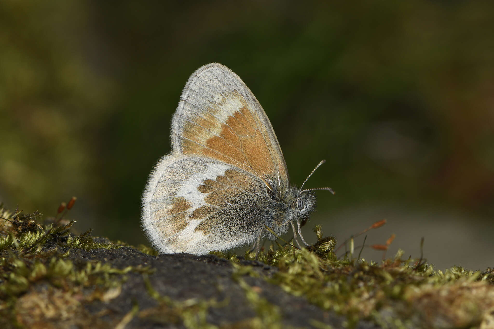 Plancia ëd Coenonympha tullia kodiak W. H. Edwards 1869