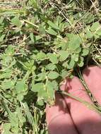 Image of Euphorbia indivisa (Engelm.) Tidestr.