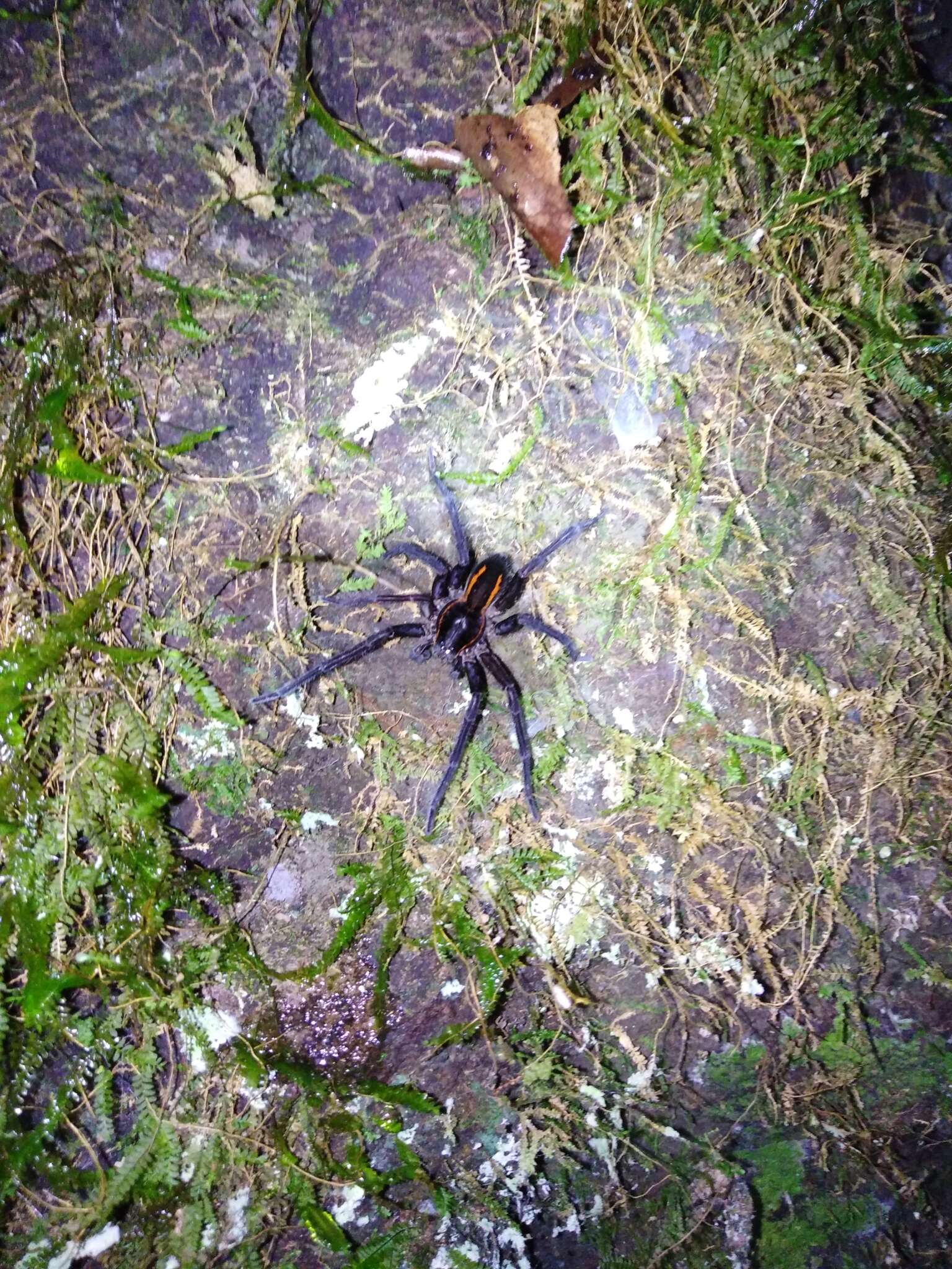 Image of Aglaoctenus yacytata Piacentini 2011