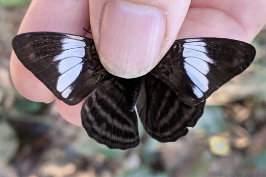 Image of <i>Adelpha epione</i>