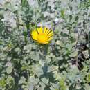 Image of Grindelia lanceolata var. greenei (Steyerm.) G. L. Nesom