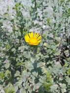 Image of Grindelia lanceolata var. greenei (Steyerm.) G. L. Nesom