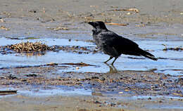 Image of Eastern Carrion Crow