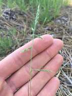 Image of small fescue