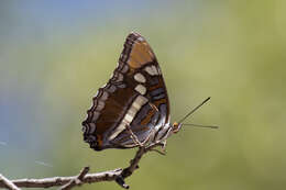 Limenitis bredowii Hübner 1837的圖片