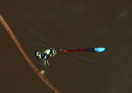 Imagem de Rhinagrion elopurae (McLachlan ex Selys 1886)