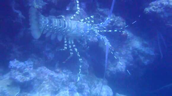 Image of Ornate Spiny Lobster