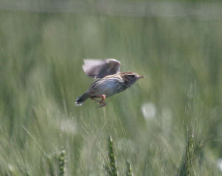 Слика од Cisticola textrix textrix (Vieillot 1817)