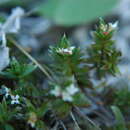 Image of Pimelea oreophila subsp. lepta C. J. Burrows