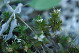 Image of Pimelea oreophila subsp. lepta C. J. Burrows