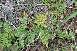 Image of Kaulfuss' lipfern