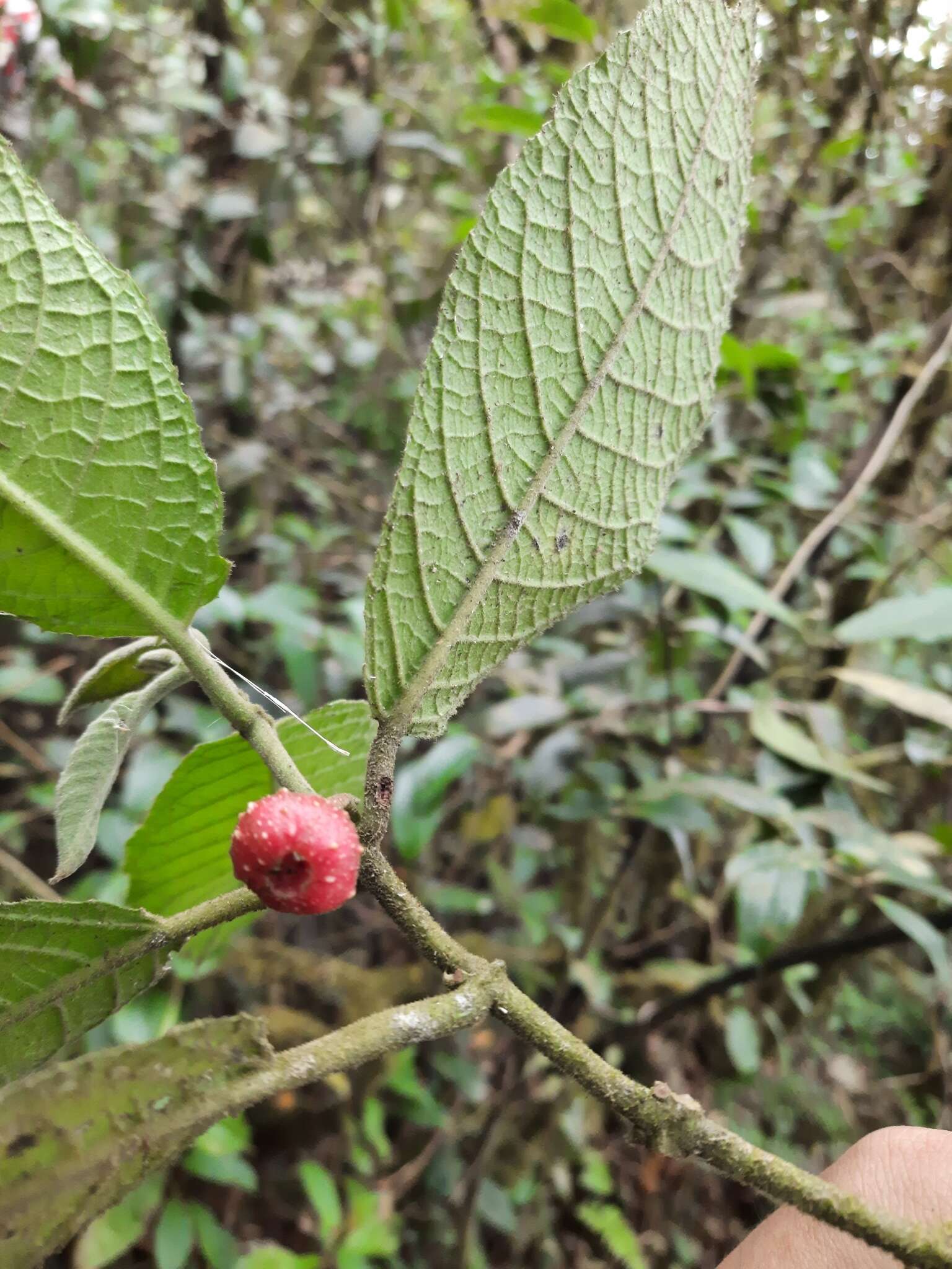 Image of Siparuna gesnerioides (Kunth) A. DC.