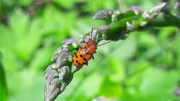 Image of Spotted asparagus beetle