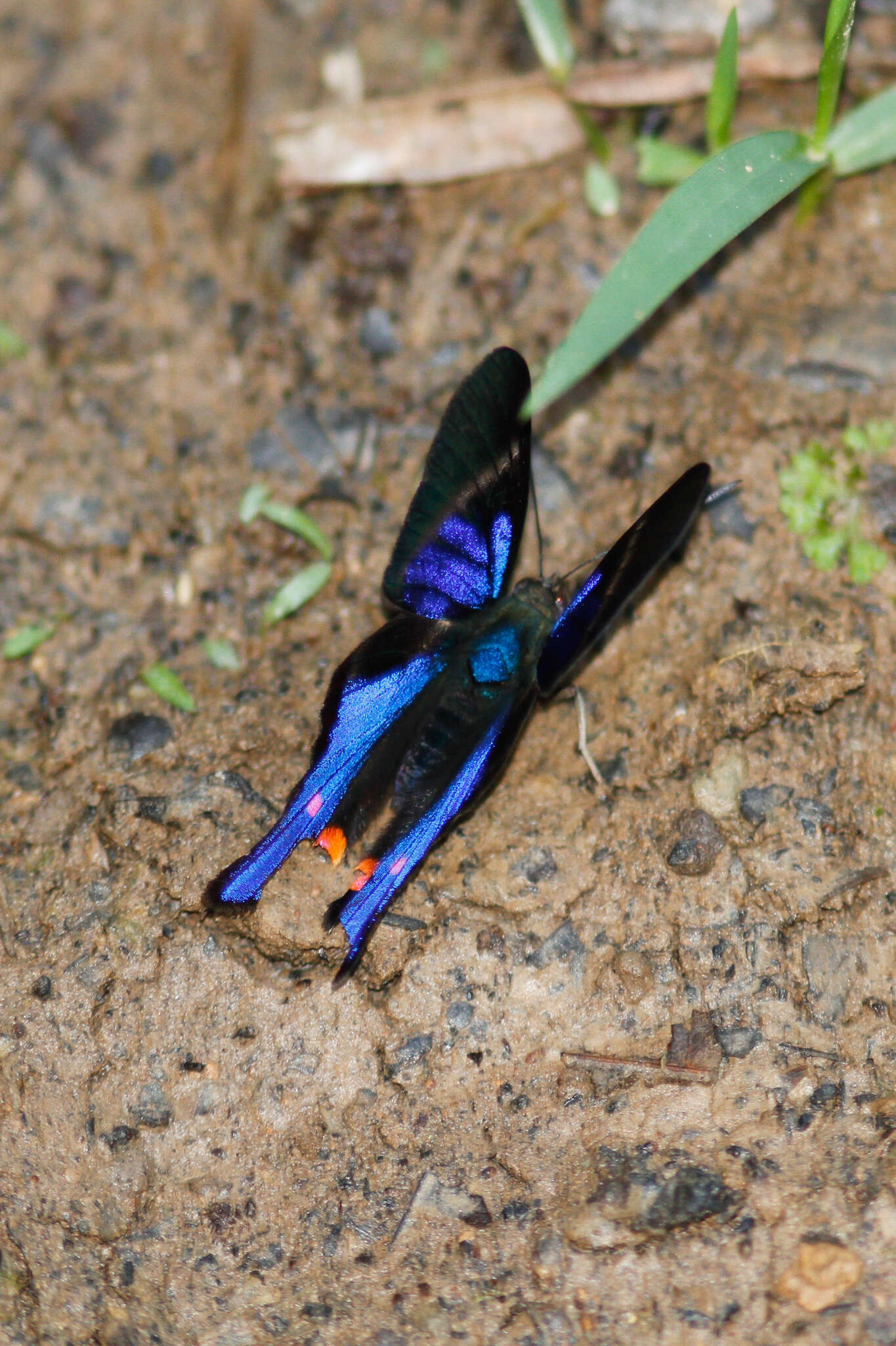 Image of "Periander Metalmark,"