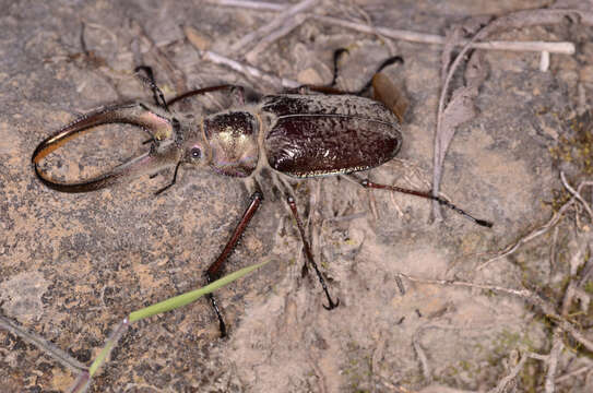 Image of <i>Sphaenognathus giganteus</i>