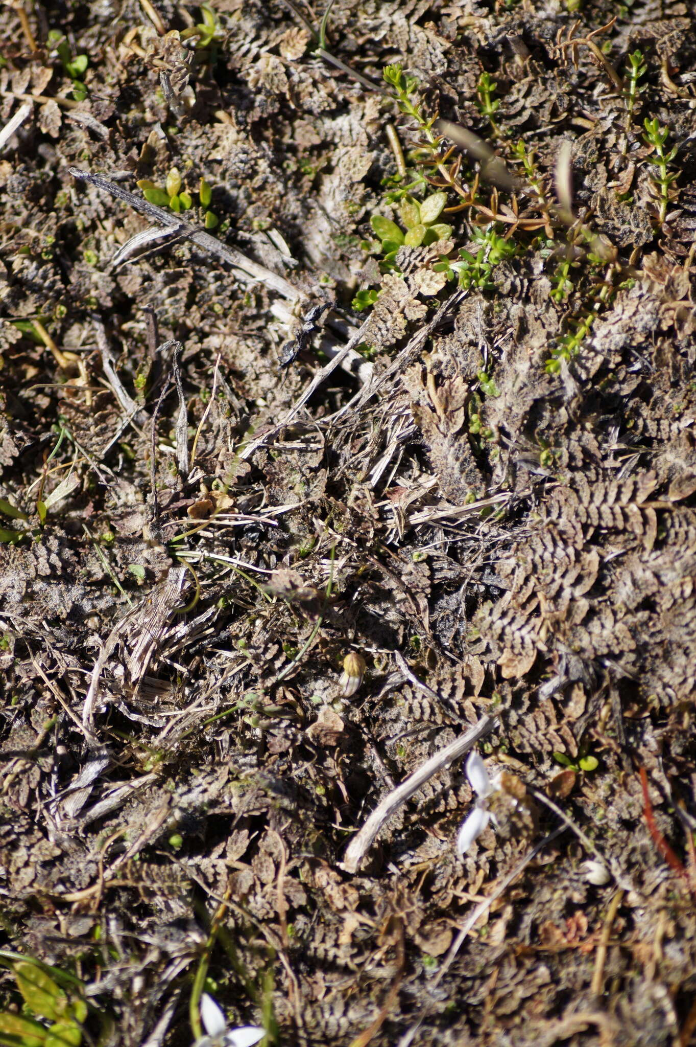 Image of Lobelia perpusilla Hook. fil.