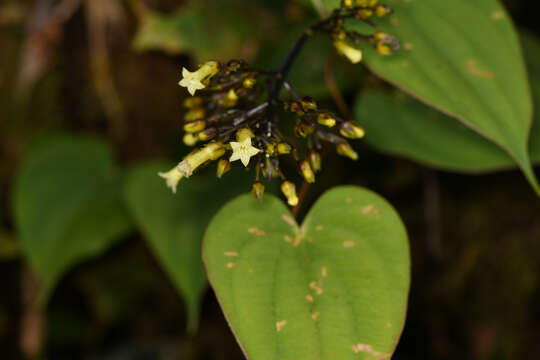 Plancia ëd Palicourea macrocalyx Standl.