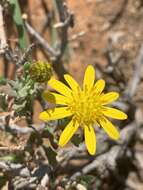 Plancia ëd Osteospermum sinuatum var. sinuatum