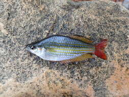 Image of Australian rainbowfish