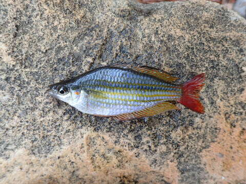 Image of Australian rainbowfish