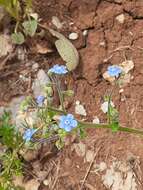 Plancia ëd Brunnera orientalis (Schenk) I. M. Johnst.