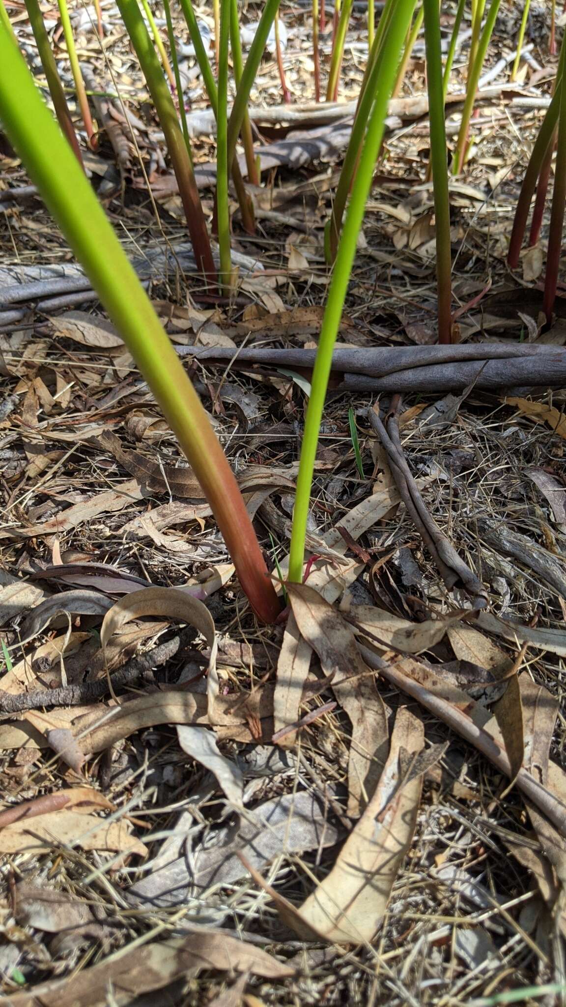 Image of Calostemma purpureum R. Br.