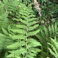 Athyrium asplenioides var. angustum (Willd.) T. Moore resmi