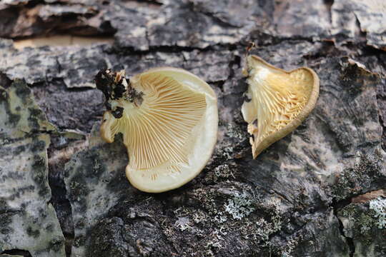 Слика од Pleurotus calyptratus (Lindblad ex Fr.) Sacc. 1887