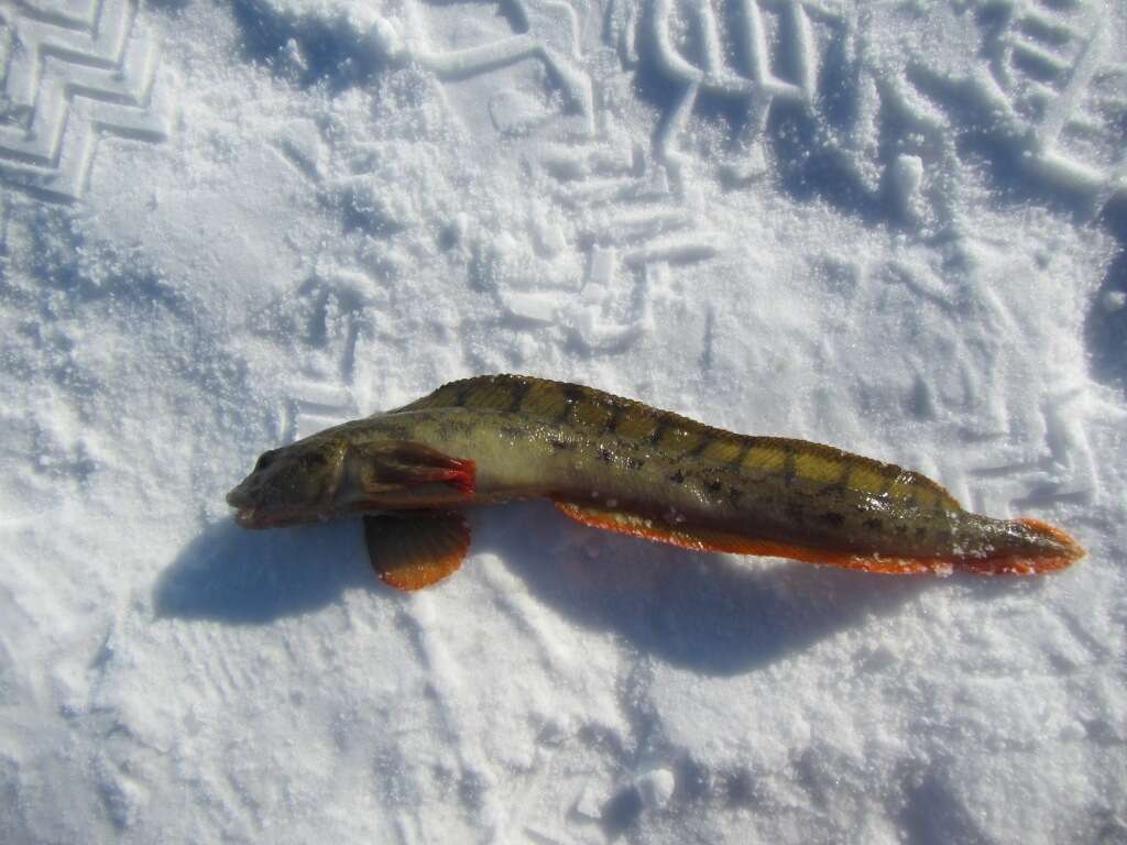 Image of Notched-fin eelpout