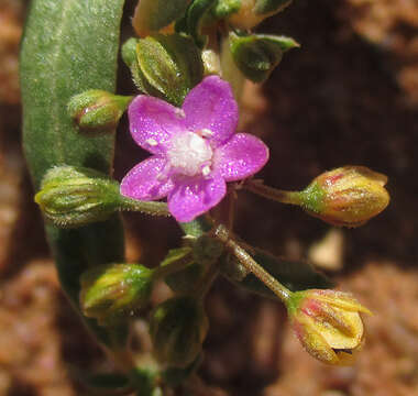 Imagem de Gisekia pharnaceoides L.