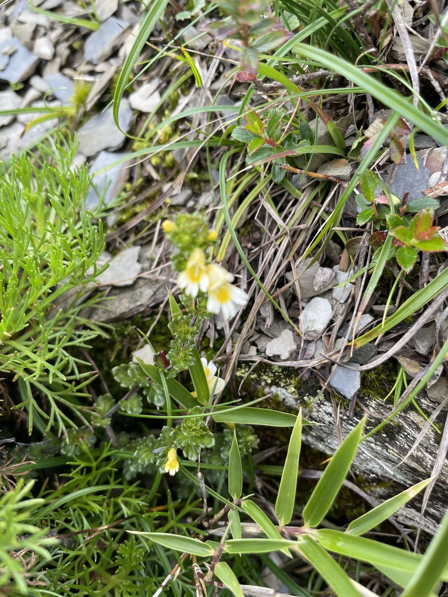 Image of Euphrasia transmorrisonensis var. durietziana (Ohwi) T. C. Huang & M. J. Wu